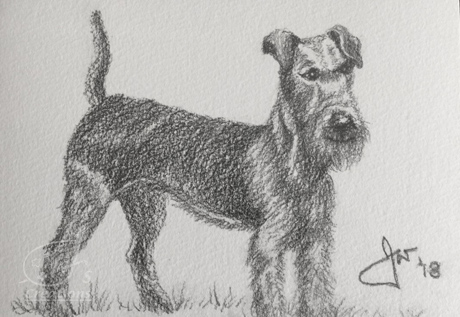 Airedale Terrier