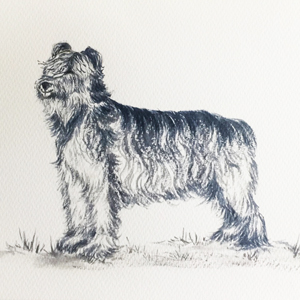 Briard