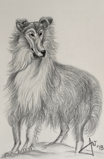 Collie