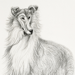 Collie